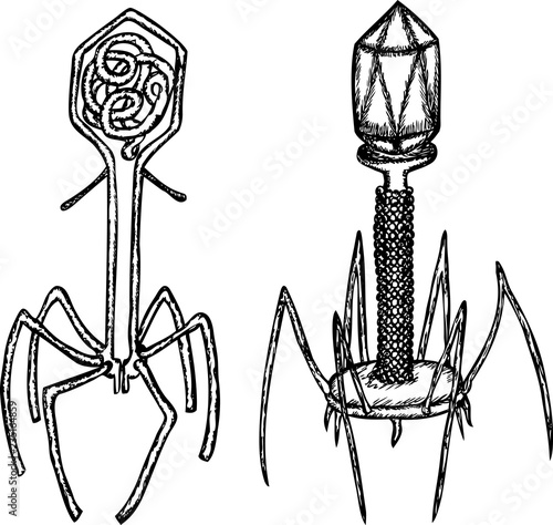 Vector drawing of viruses bacteriophage