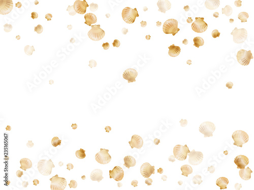 Scallop, bivalve pearl shell mollusk isolated