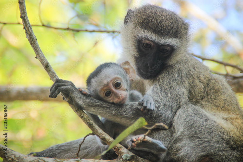 Obraz premium Lovely and touching mom and baby monkeys. Care and love. Motherhood
