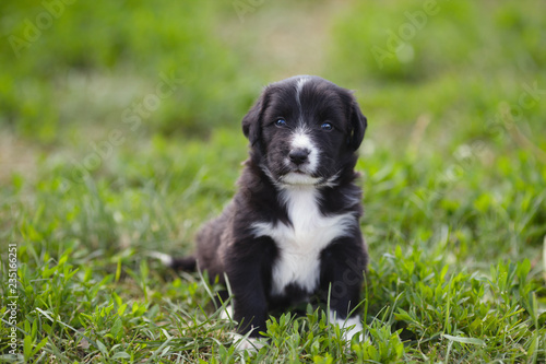 Beautiful puppy sitting on the green lawn in the summer. © esalienko