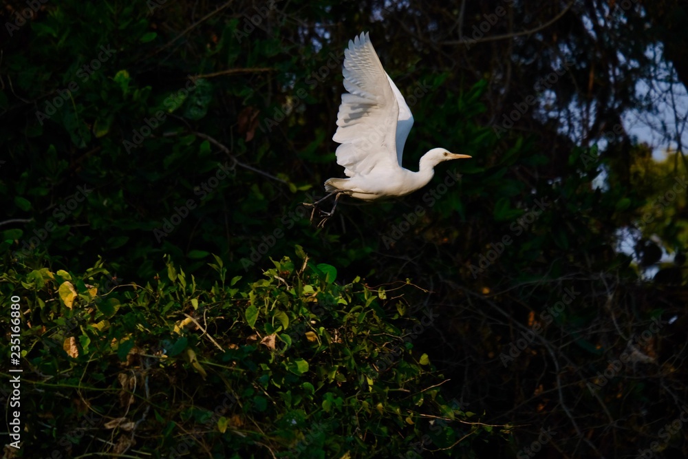 Naklejka premium little egret