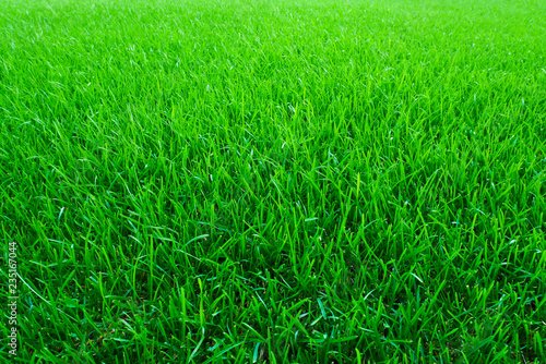 fresh green grass texture background