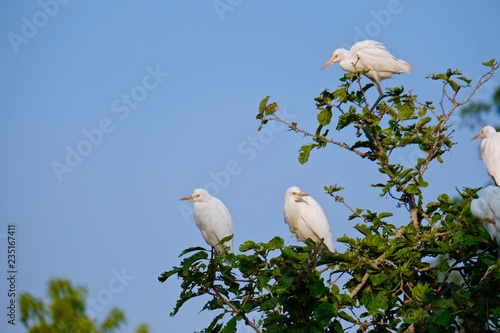 little egret