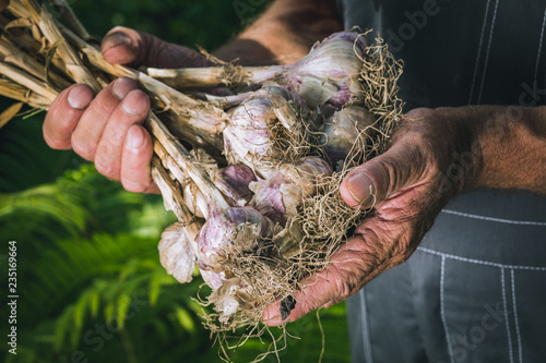 Organic vegetables. Fresh organic garlic in the hands of farmers. Garlic harvest, autumn harvest.