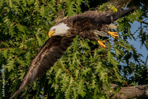 Northern Bald Eagle in giant Oak 