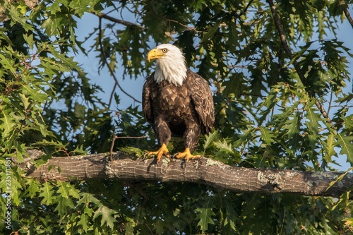 Northern Bald Eagle in giant Oak 