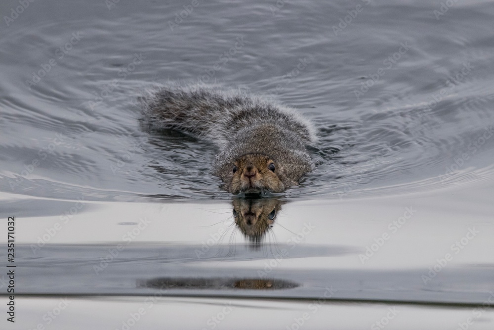 Grey squirrel swimming in calm cold lake Grey squirrel swimming in calm cold lake