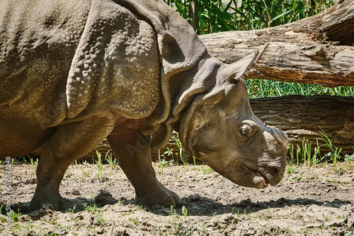 Rhinoceros (Diceros Bicornis) © Sergej Razvodovskij