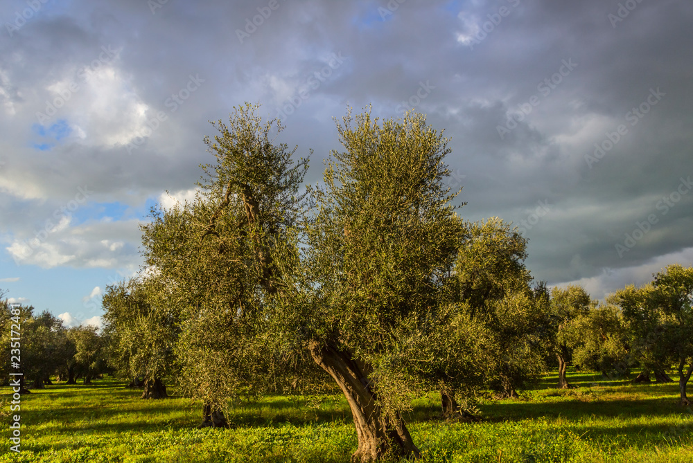 Italy landscape: Apulia countryside with olive grove. Typical example of rural Apulian farmland. Italy landscape: Apulia countryside with olive grove. Typical example of rural Apulian farmland.