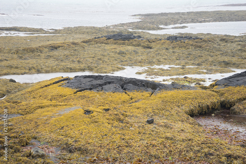 Lavafeld - von Algen überwuchert - im Meer bei Stokkseyrarfajara / Island