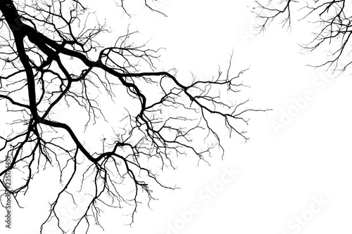 silhouette of a leafless tree isolated on white background photo