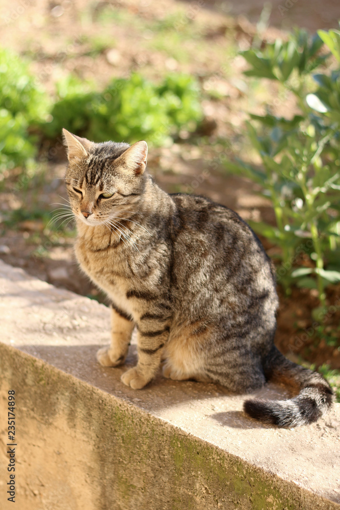 Miniature store tabby cat