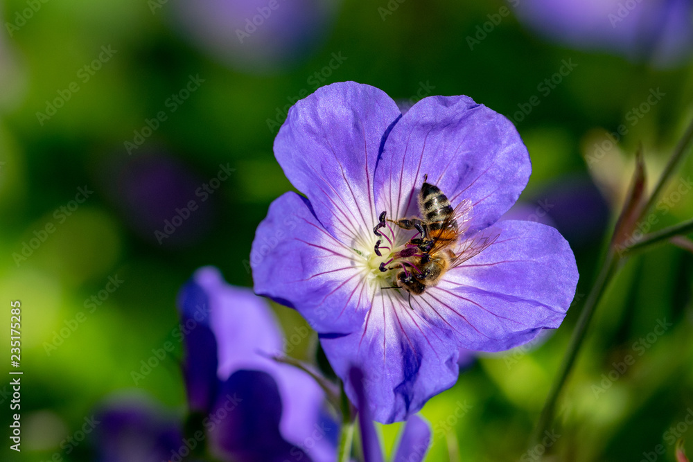 Honeybee collecting nectar pollen from a purple geranium Rozanne (Gerwat) also known as the Jolly Bee Honeybee collecting nectar pollen from a purple geranium Rozanne (Gerwat) also known as the Jolly Bee