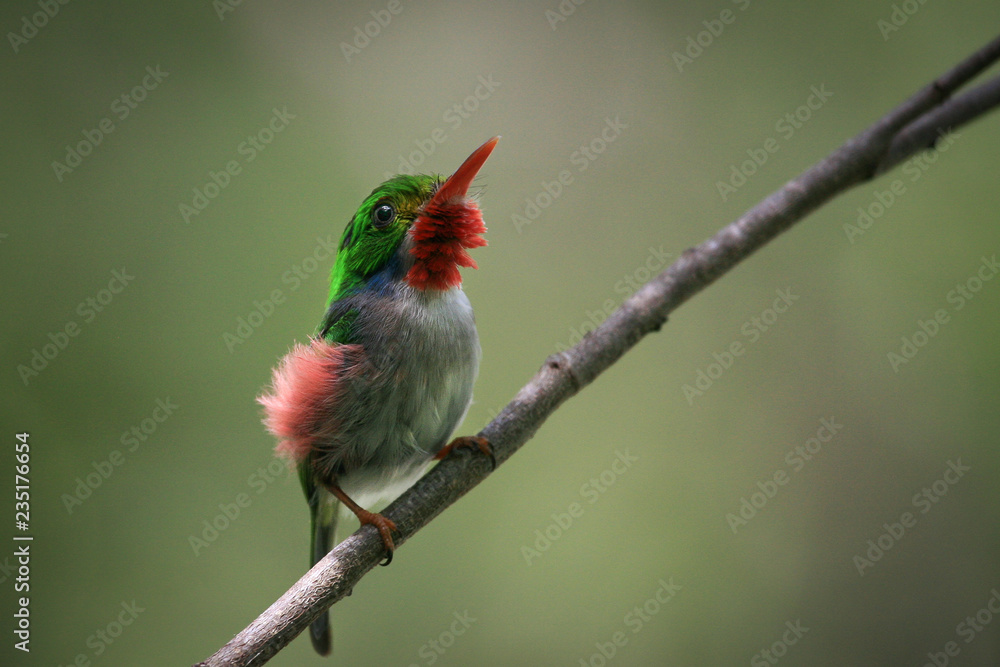Cuban Tody (Todus Multicolor) - Colourful bird Cuban Tody (Todus Multicolor) - Colourful bird