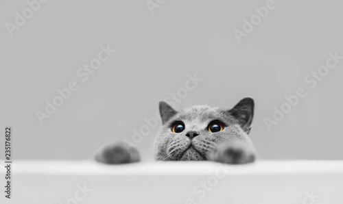 Fotografie, Obraz Playful grey purebred cat peeking out.