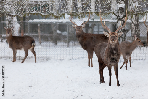 deer in a cage in winter