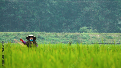 DOF: Female worker tossing seeds around the large rice paddy in scenic Vietnam. © helivideo