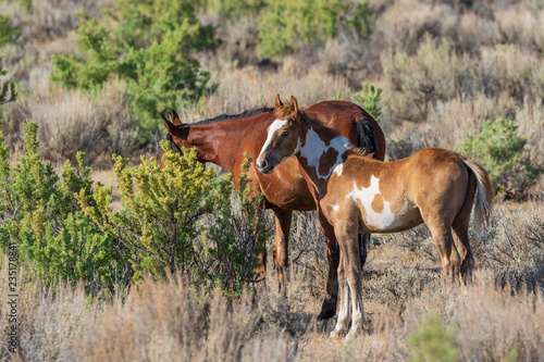 Wild Horse Mare and Foal © natureguy