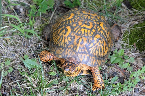 Turtle, reptile,shell, tortoise, wildlife