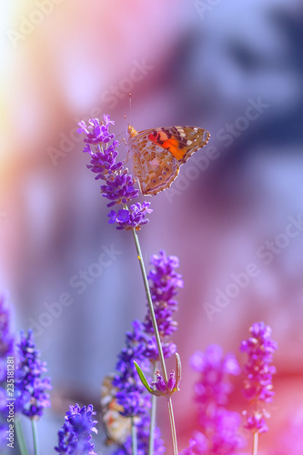 Butterfly on lavender flowers on a sunny warm day