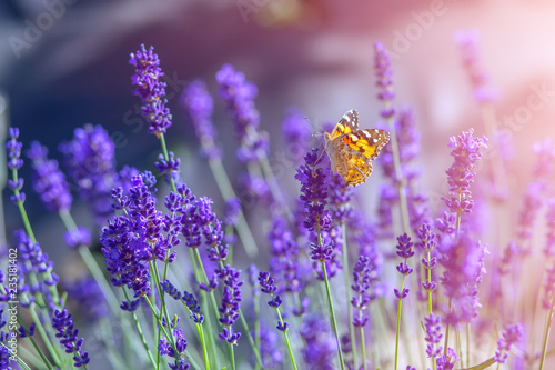 Butterfly on lavender flowers on a sunny warm day