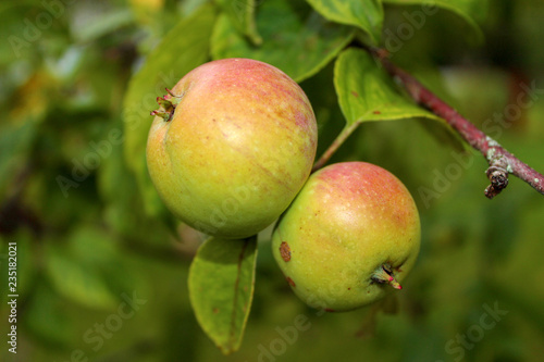 ripe apples on a tree