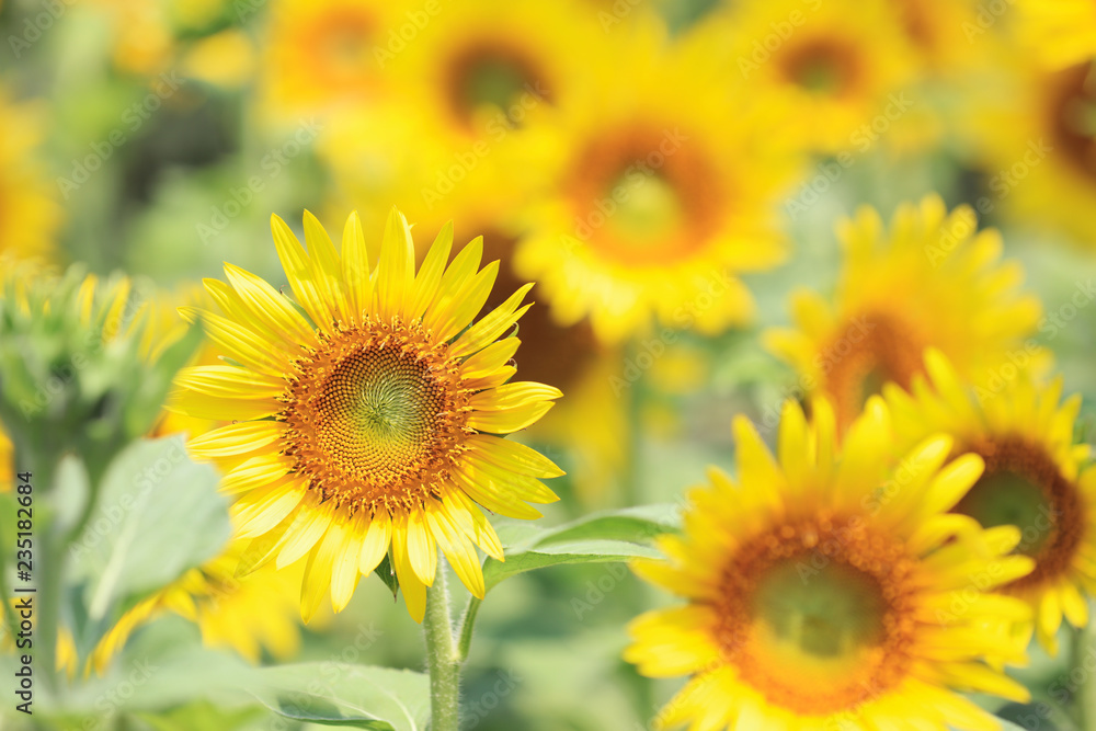 close up yellow Beautiful sun flower field close up yellow Beautiful sun flower field