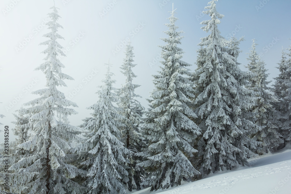 Obraz premium snowbound pine forest in a mist, winter scene