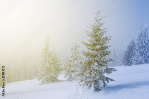 winter snowbound forest glade, fir tree in a blue mist © Yuriy Kulik