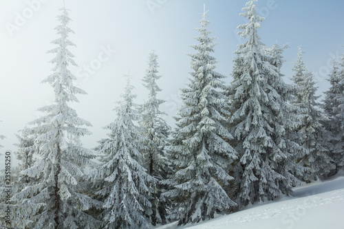snowbound pine forest in a mist, winter scene