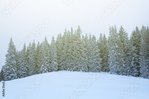 winter snowbound forest on a hill