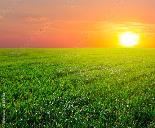 summer green field landscape at the sunset