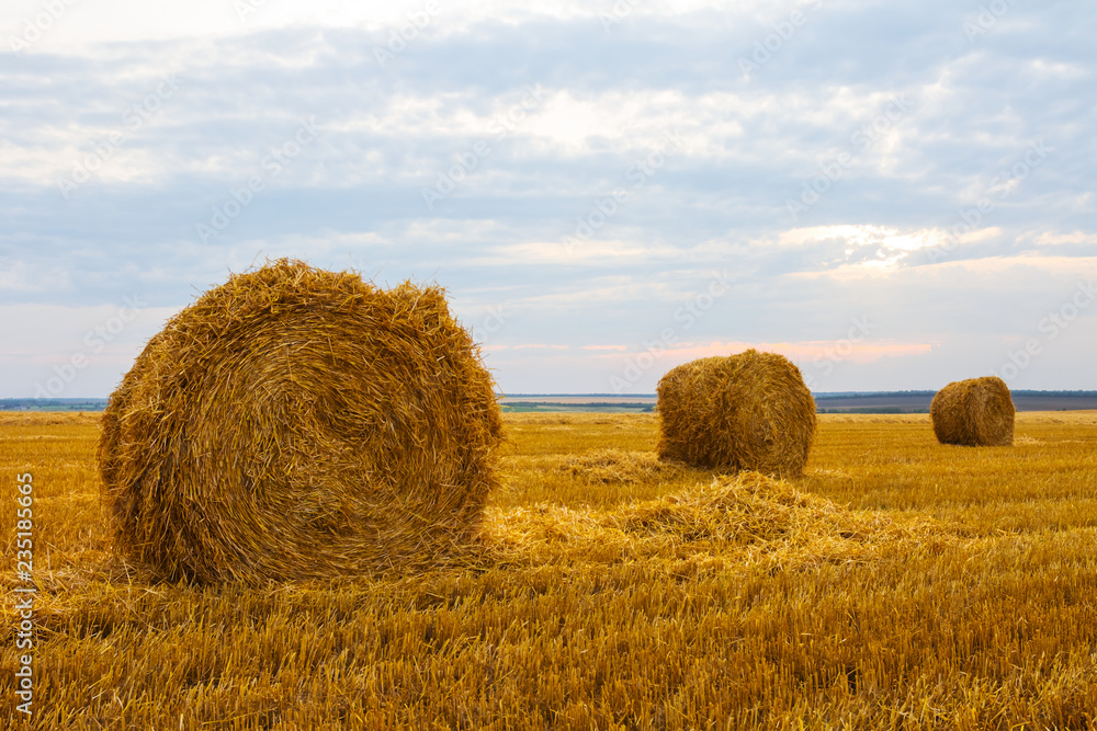 Fototapeta premium summer wheat field after a harvest with haystack