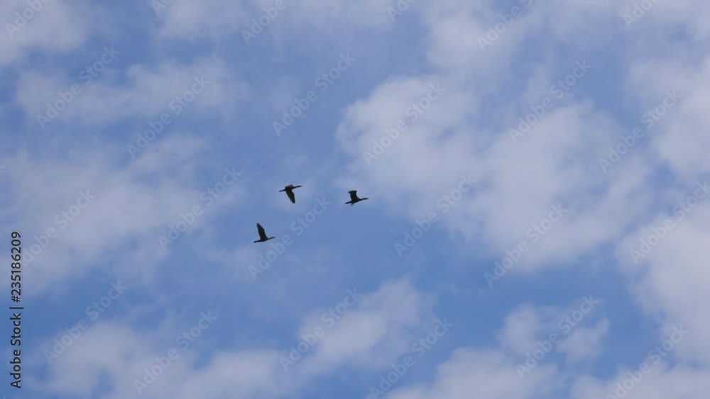 Slow motion shot of three double-crested cormorants flying overhead. Toronto, Canda. Slow motion shot of three double-crested cormorants flying overhead. Toronto, Canda.