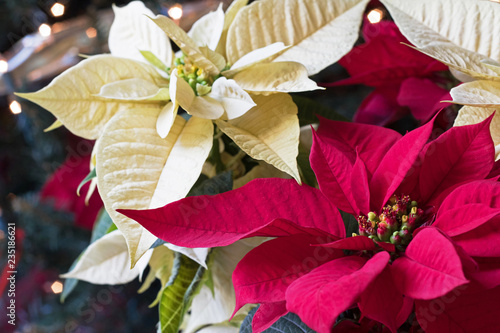 Foto Close up Christmas photograph of red and white Poinsettias