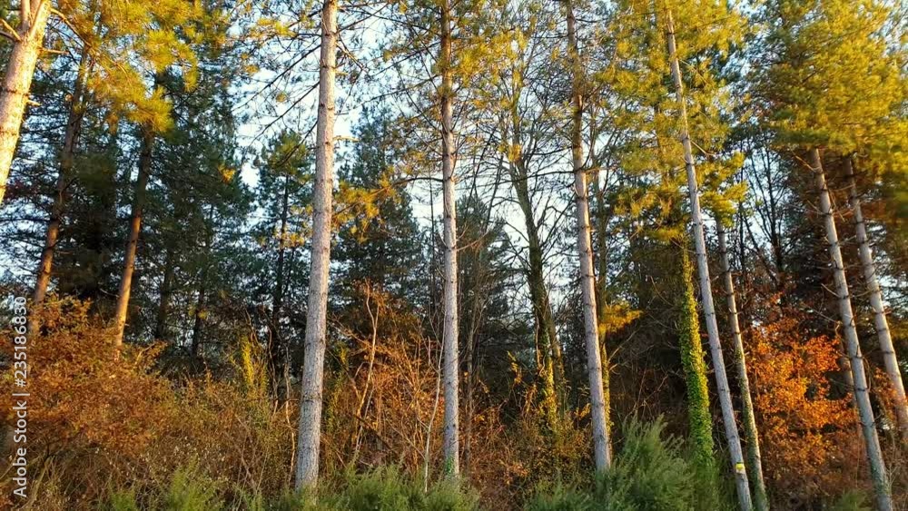 Fall trees Fall trees