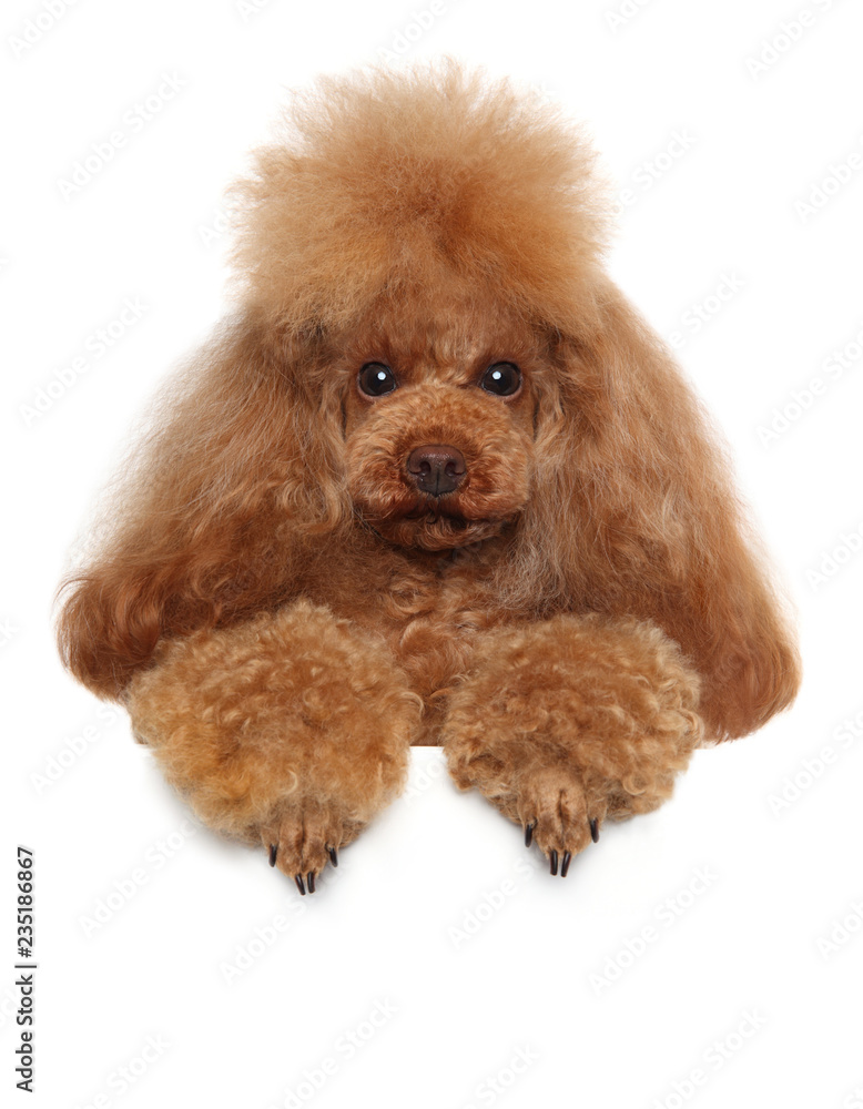 Toy Poodle above banner isolated on white background Toy Poodle above banner isolated on white background
