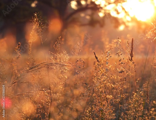 Gräser im Sonnenaufgang2 © Anjala