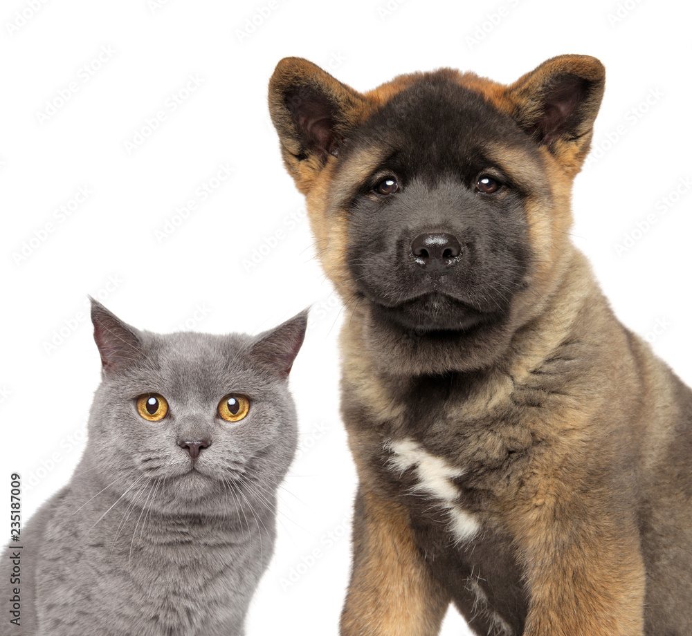 Cat and dog together, isolated on white background