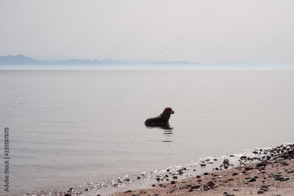 Dog cooling down in the sea one hot morning. Sunrise on the Red sea. South Sinai. Dahab. Dog cooling down in the sea one hot morning. Sunrise on the Red sea. South Sinai. Dahab.