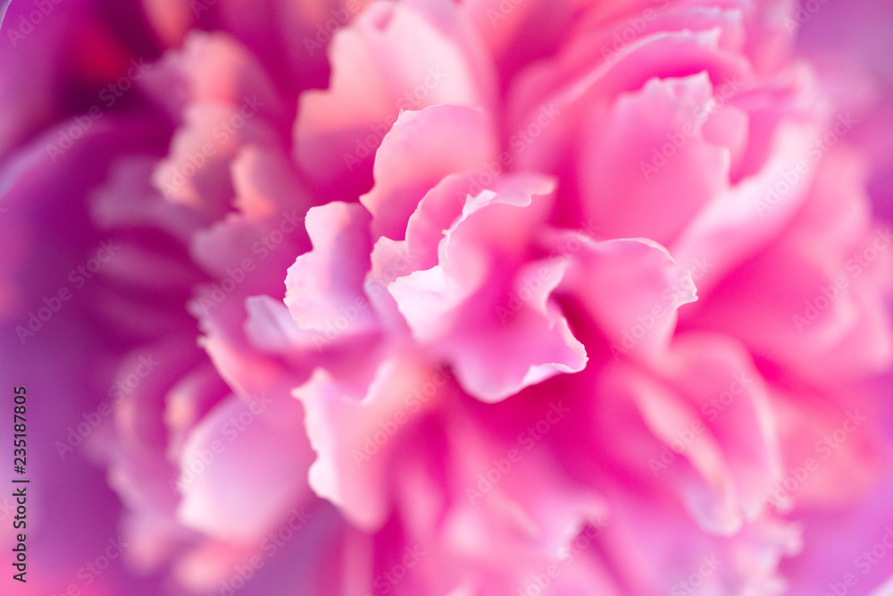 Pink peonies close-up, toned, soft focus. Gentle floral pink background