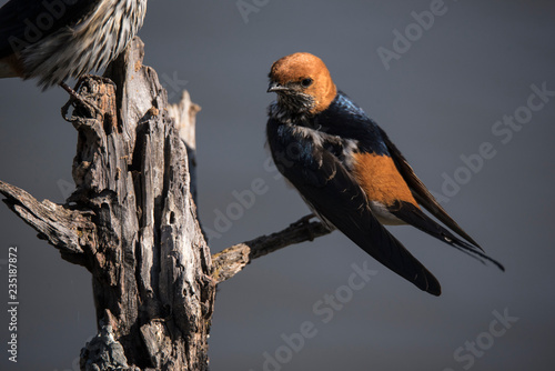 lesser striped swallow in the morning sun