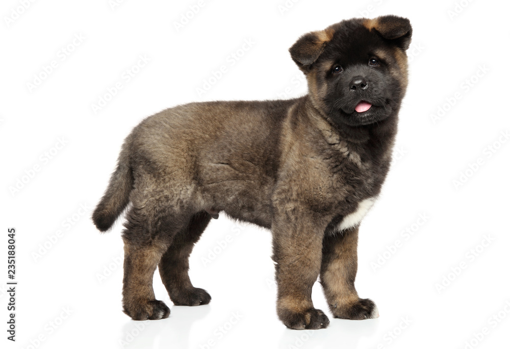 American Akita puppy on white background