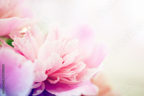 Pink peonies close-up, toned, soft focus. Gentle floral pink background