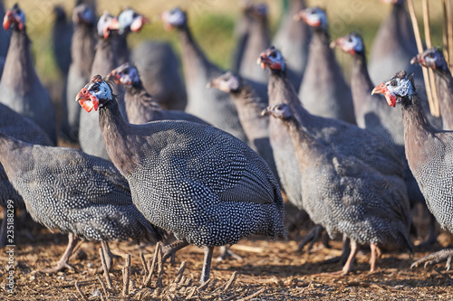 Valokuvatapetti Close up Picture on the flock of adult Guinea fowl, Numida meleagris birds in th