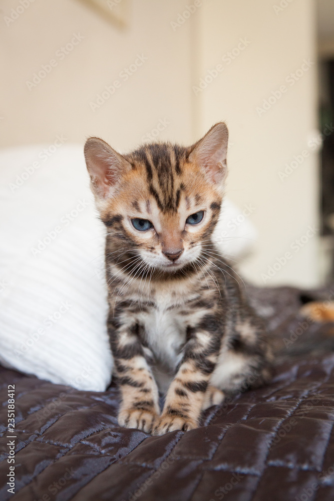 Cute bengal kitten at home
