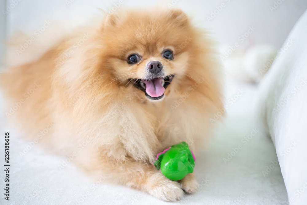 Beautiful orange dog - pomeranian Spitz Beautiful orange dog - pomeranian Spitz