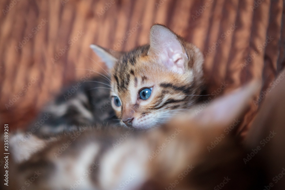 Cute bengal kitten at home