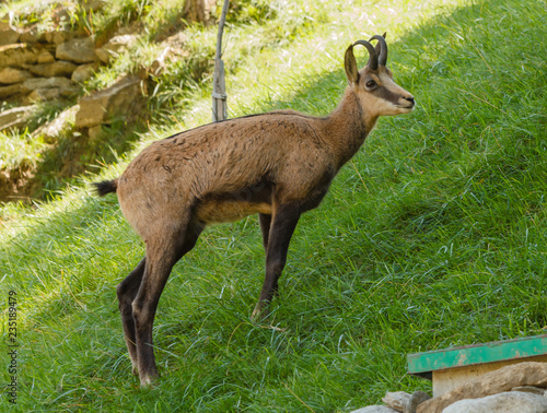 meeting with the  chamois  in a park   a chamois walking on a slope of a mountain