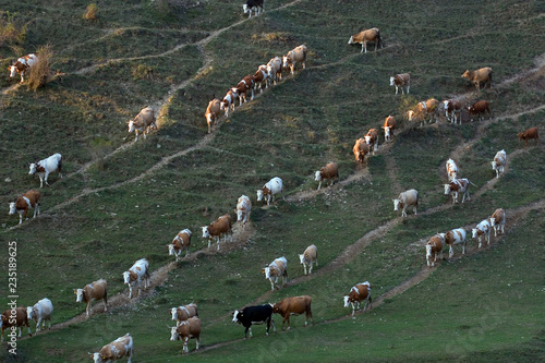 cows in sunset